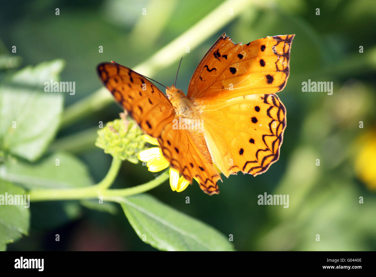 Butterfly with broken wing Stock Photo