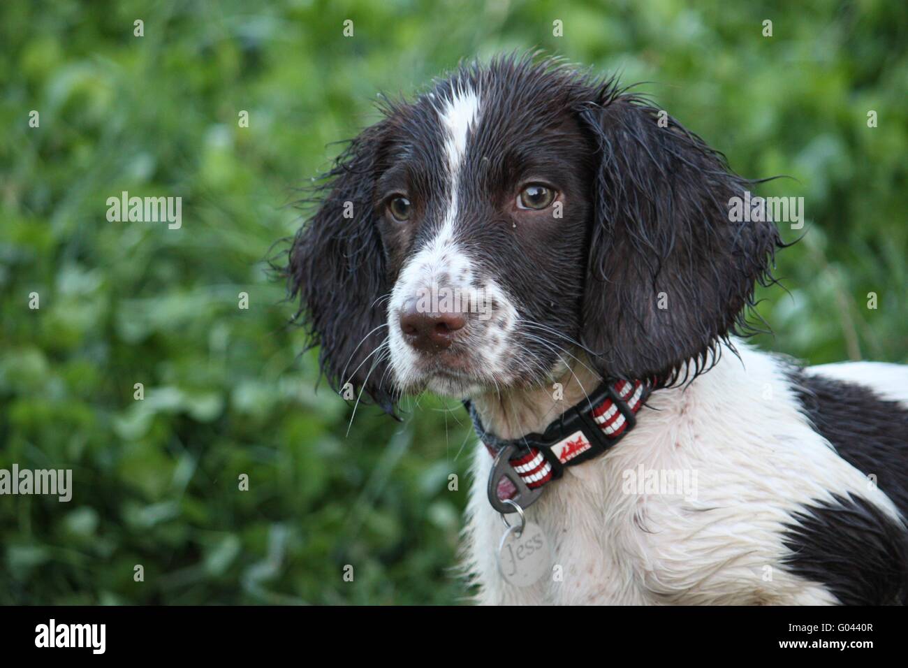 Working Springer Spaniel Puppy High Resolution Stock Photography and Images  - Alamy