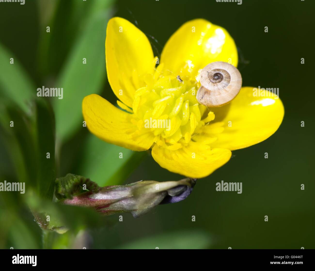 Snail on flower of buttercup an early spring day Stock Photo
