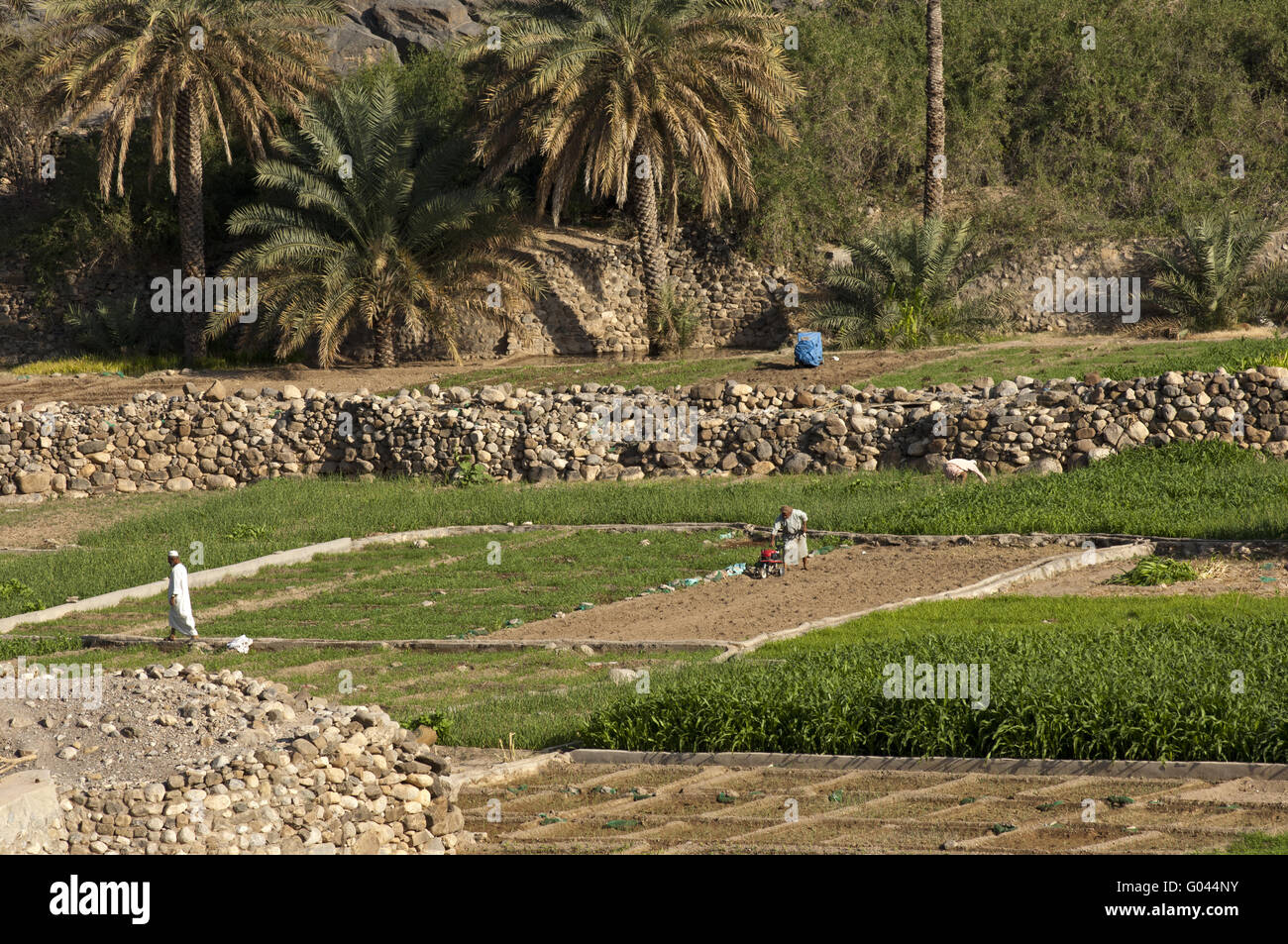 Irrigated vegetable gardens in the Wadi Ghul, Oman Stock Photo
