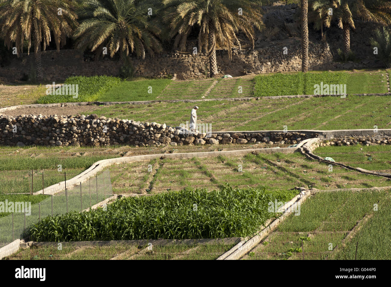 Irrigated vegetable gardens in the Wadi Ghul, Oman Stock Photo