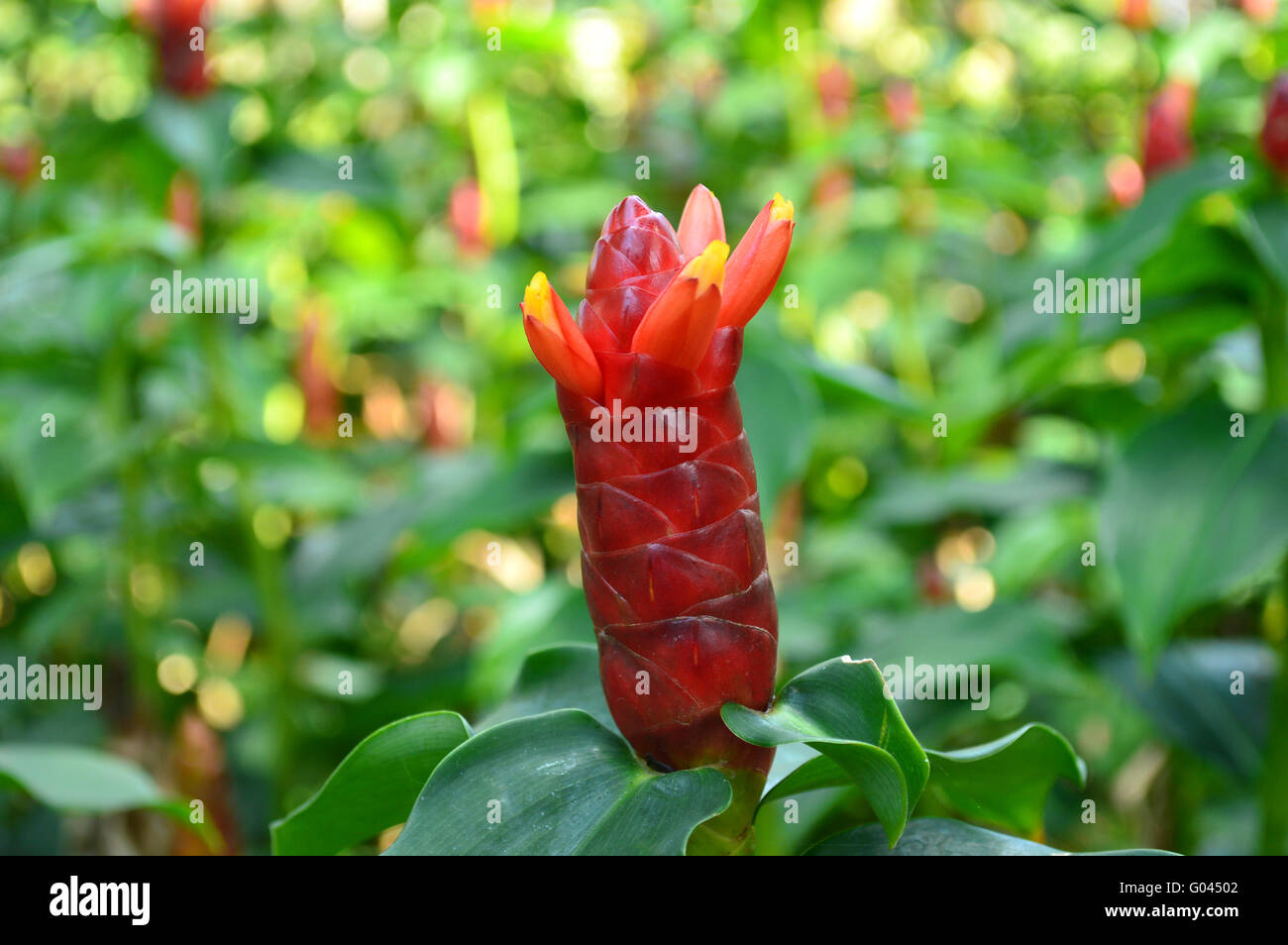 Indian Head Ginger, Costus woodsonii, Family Costaceae, Central of Thailand Stock Photo