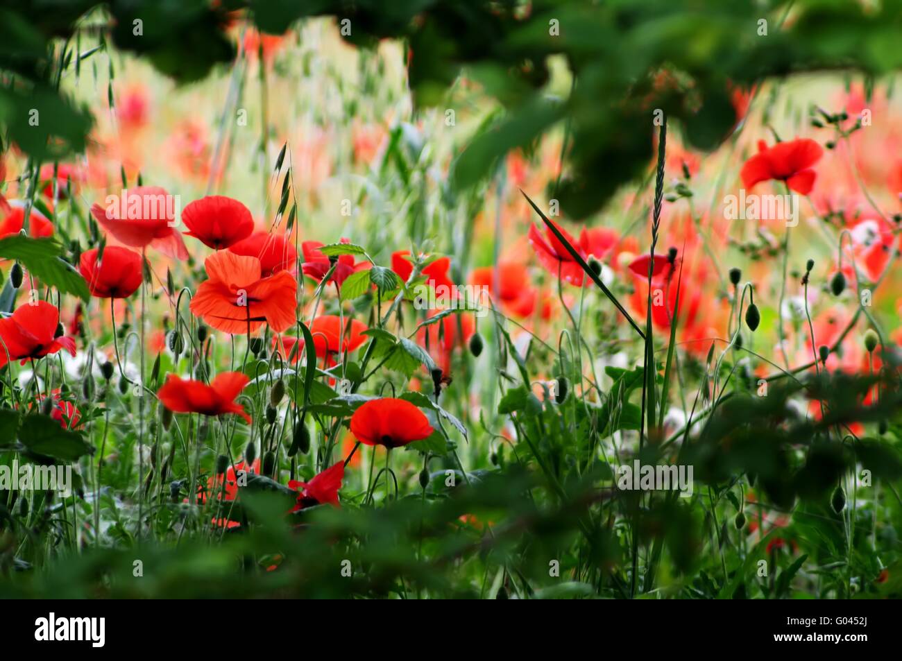 Oat and poppy field hi-res stock photography and images - Alamy