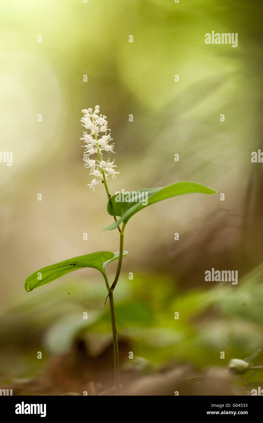 False lily of the valley (Maianthemum bifolium Stock Photo Alamy