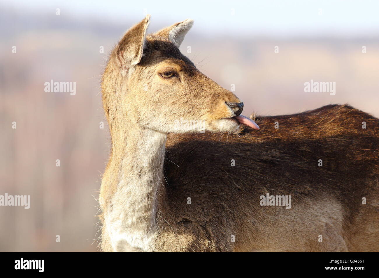 funny fallow deer hind ( Dama dama ) putting out her tongue Stock Photo