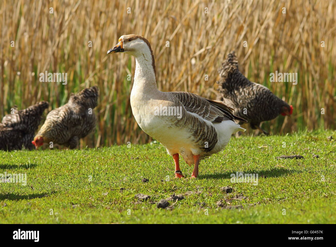 Domestic goose standing hi-res stock photography and images - Alamy