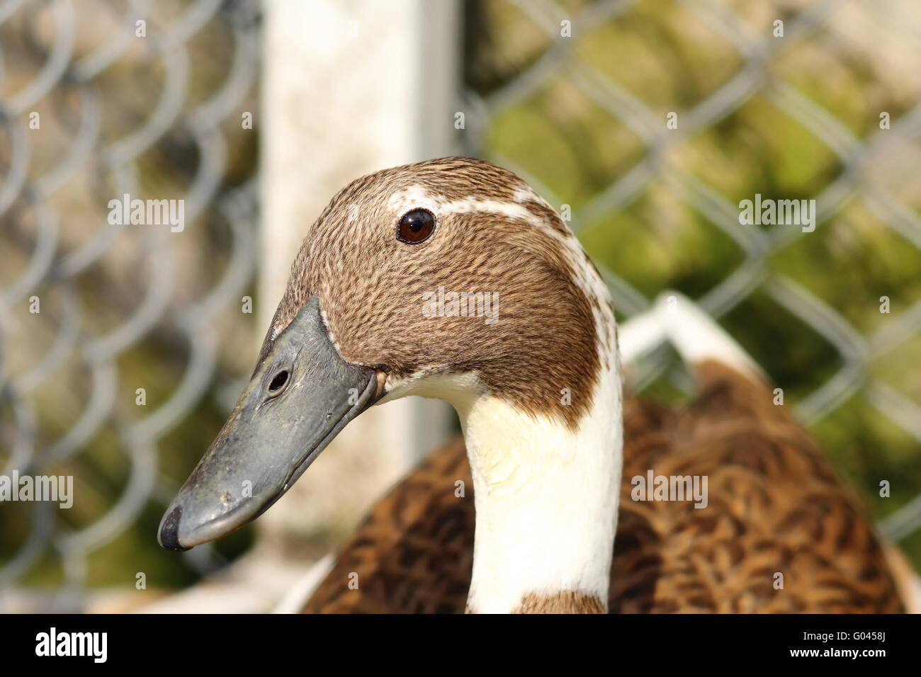 portrait of indian runner duck at the farm ( Anas platyrhynchos domesticus ) Stock Photo