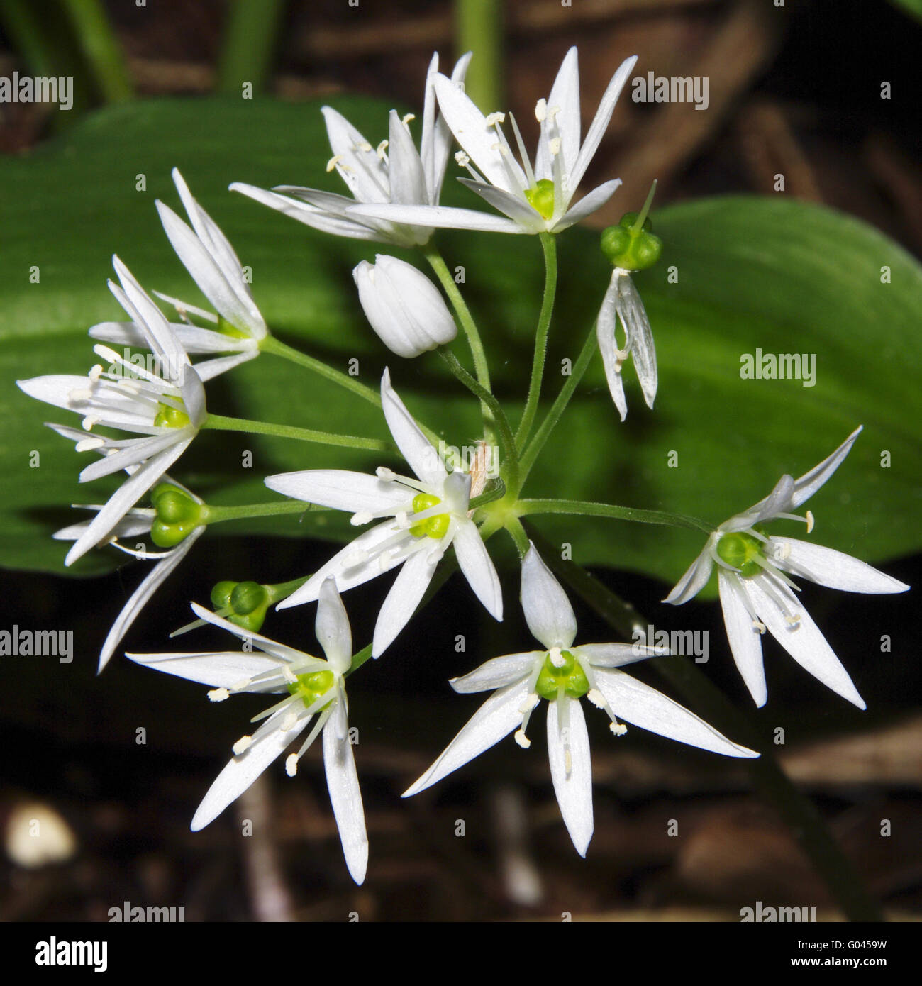 Allium ursinum / ramsons Stock Photo