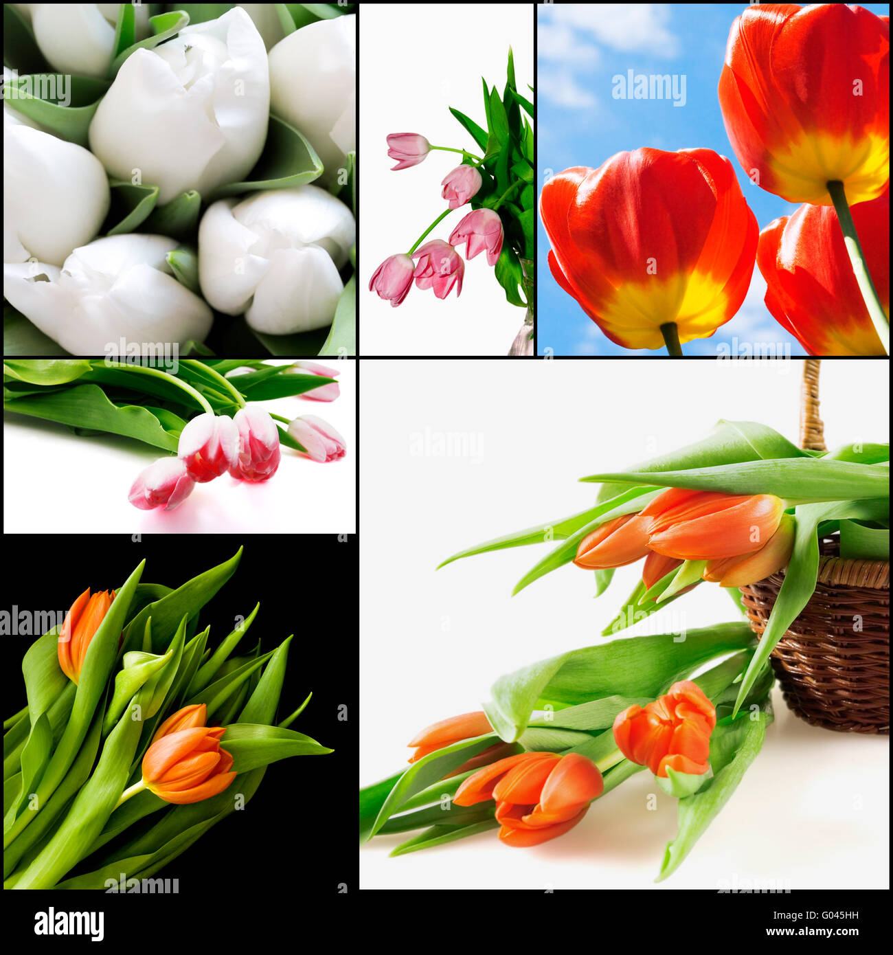 Red and white tulips as a natural background Stock Photo