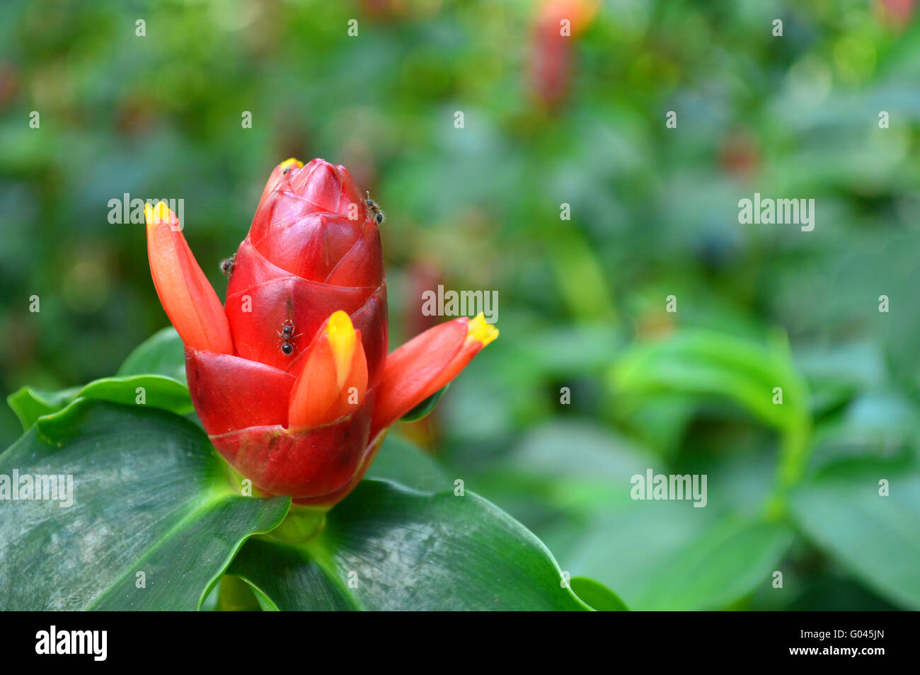Indian Head Ginger, Costus woodsonii, Family Costaceae, Central of Thailand Stock Photo