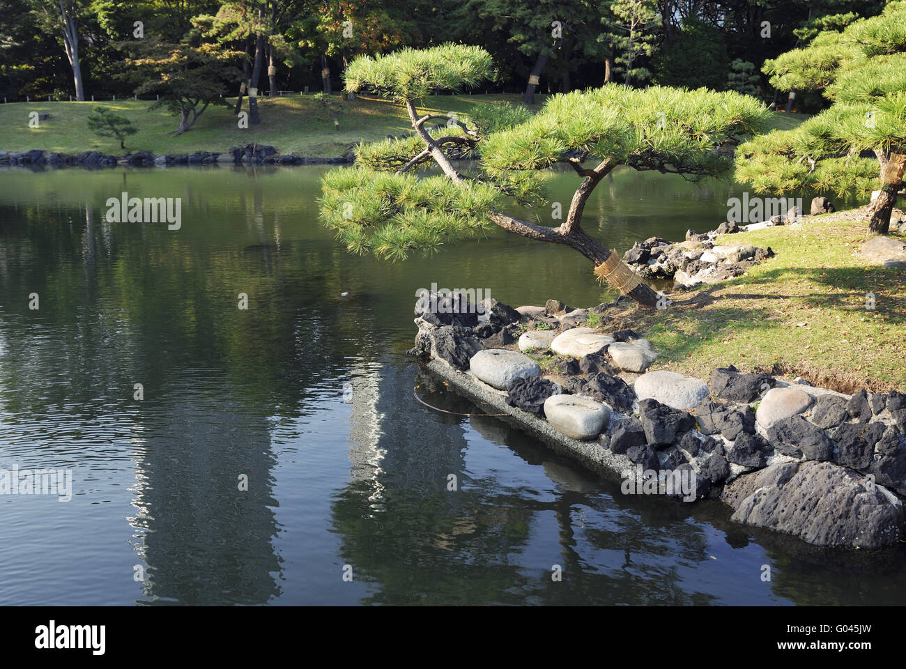 Japanese pine tree over sea-pond in famous histori Stock Photo