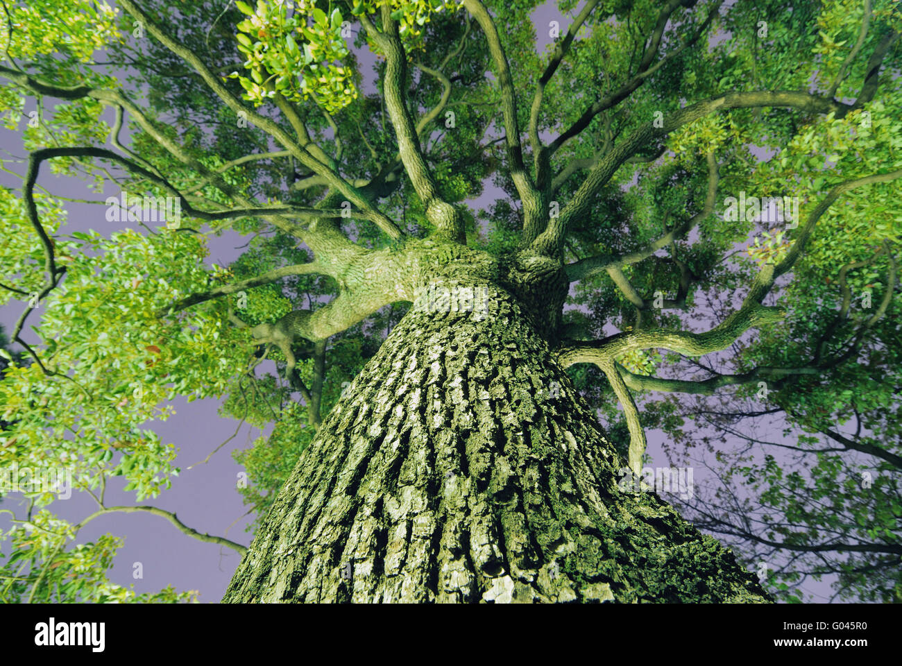 powerful giant camphor  tree grow up to the sky by Stock Photo