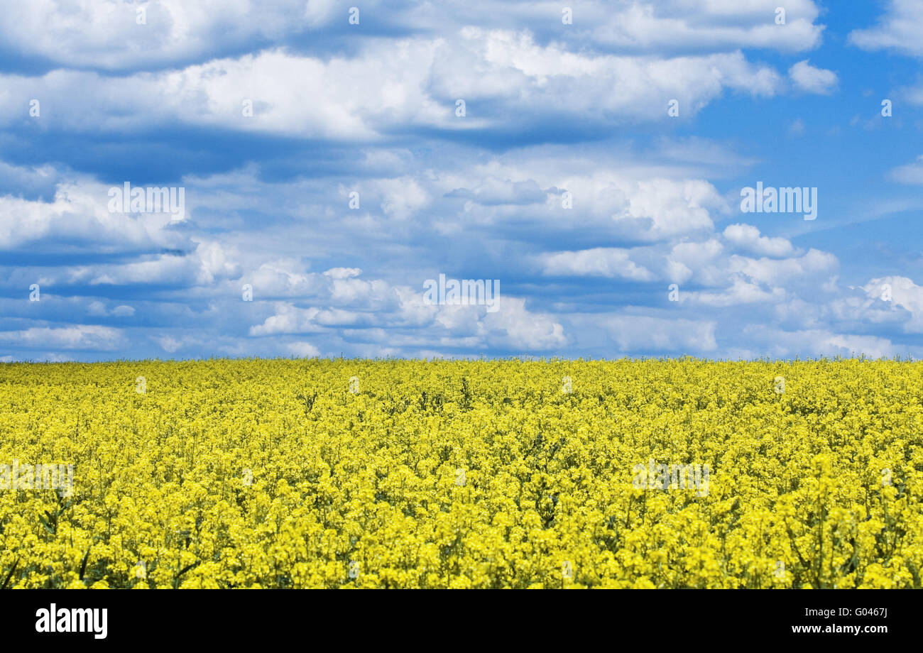 bright yellow flower field against the blue cloudy Stock Photo