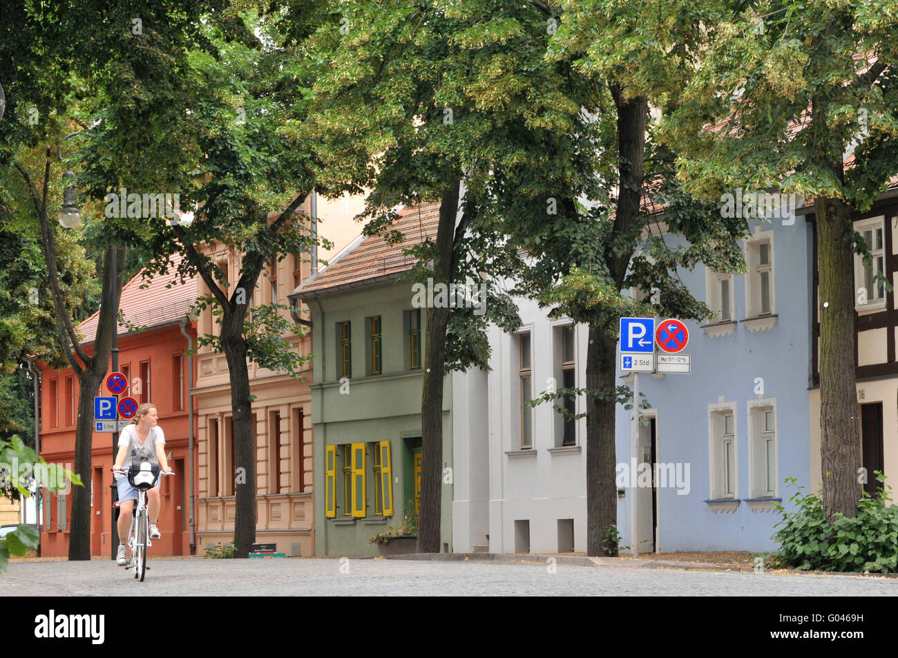 Cathedral lime trees, Cathedral Island, old town, Brandenburg an der Havel, Brandenburg,  Germany / Domlinden, Dominsel Stock Photo
