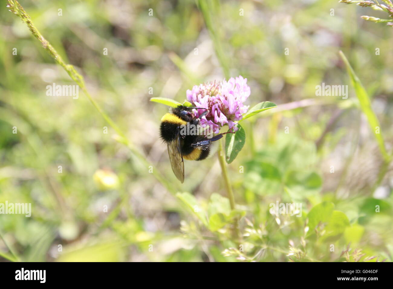 Bumblebee sitting on a clover blossom Stock Photo