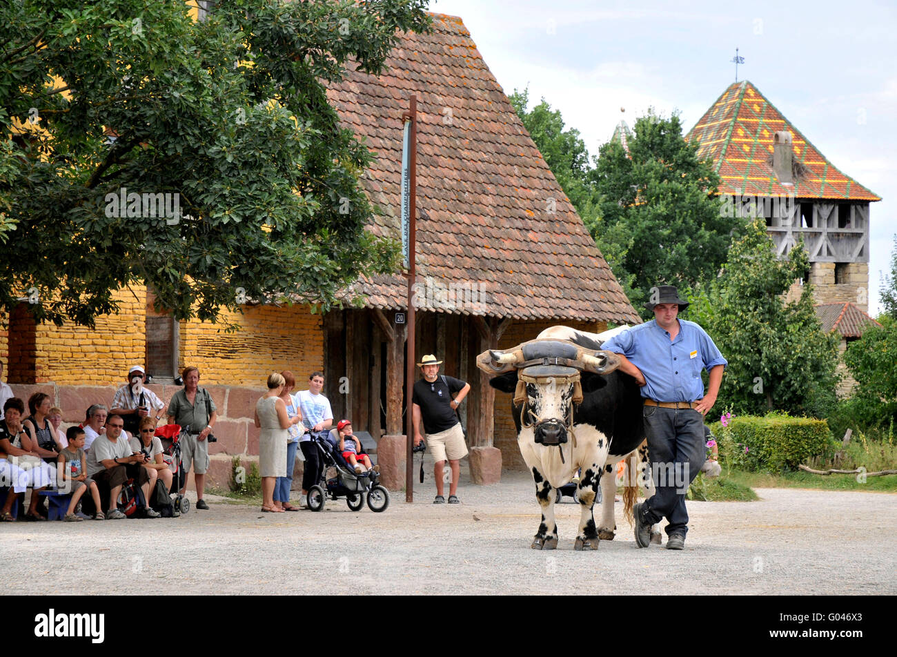 Ecomusee D Alsac Bull Farmer Historic Animal Husbandry Outdoor ecomusee-d-alsac-bull-farmer-historic-animal-husbandry-outdoor