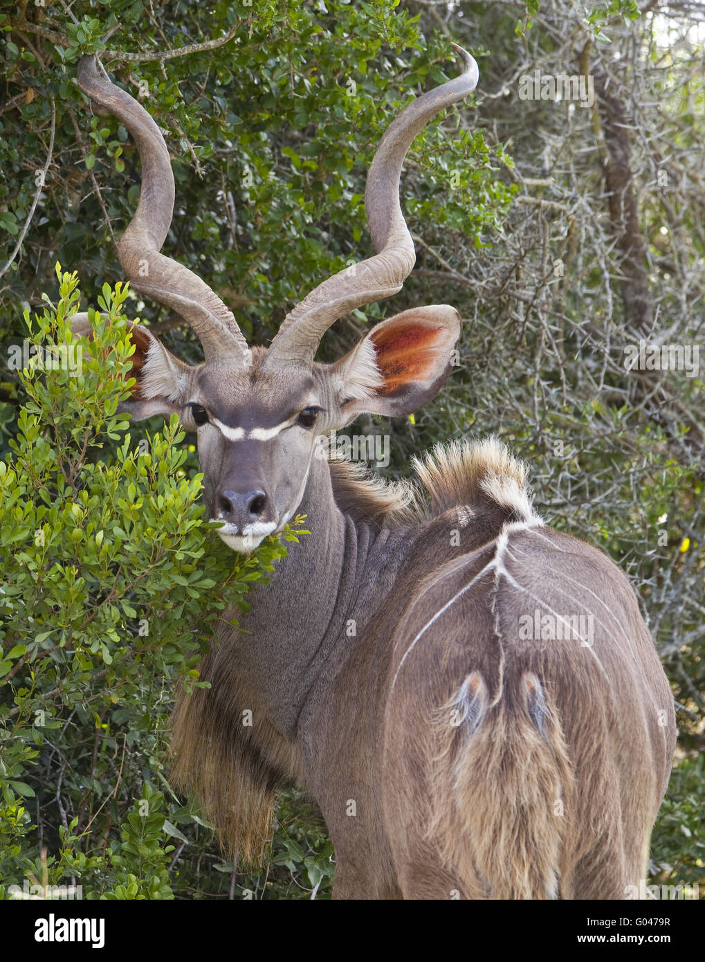 Antilope kudu hi-res stock photography and images - Alamy Antilope kudu hi-res stock photography and images - Alamy