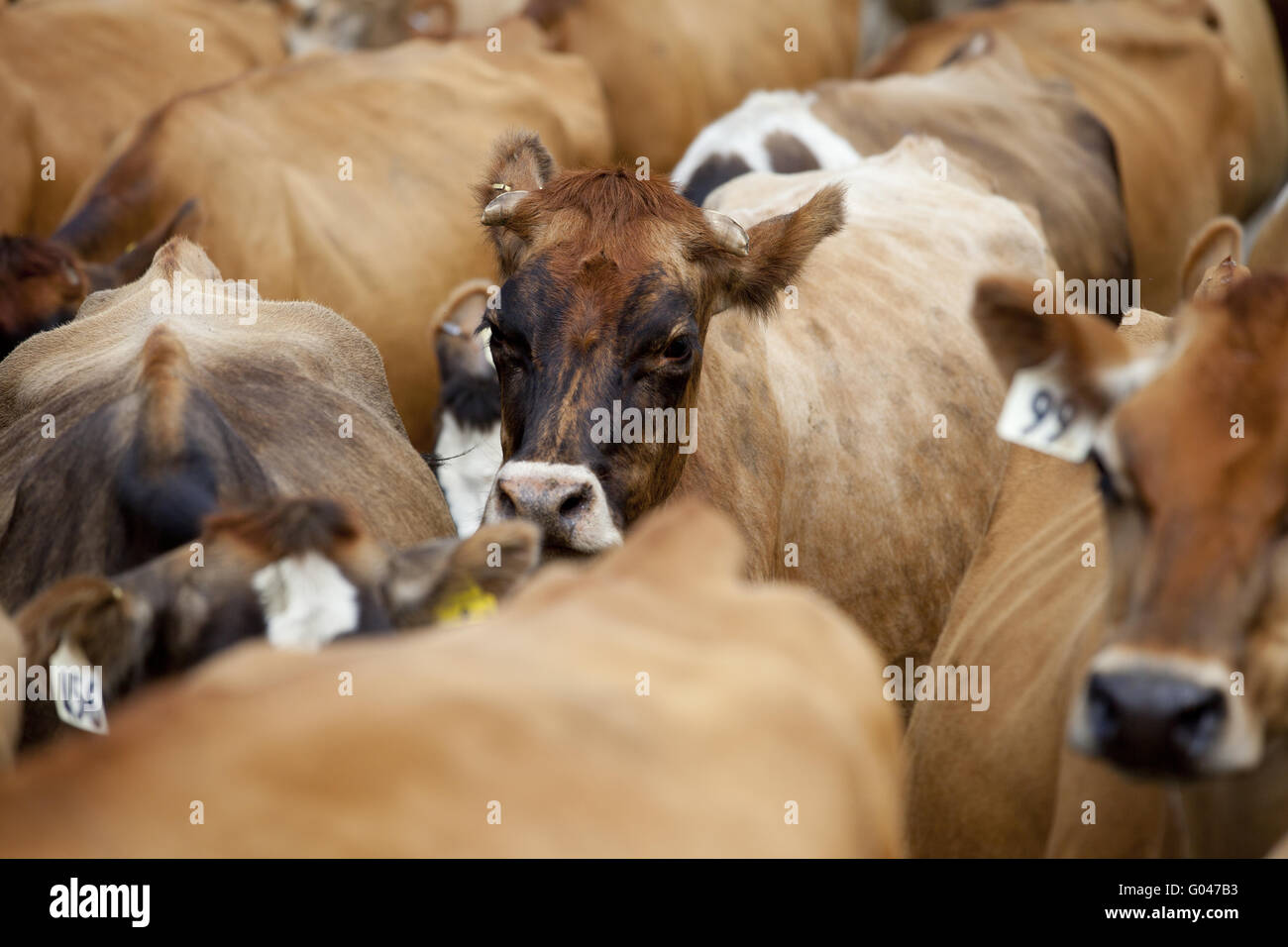 Cattle in Newzealand Stock Photo Alamy