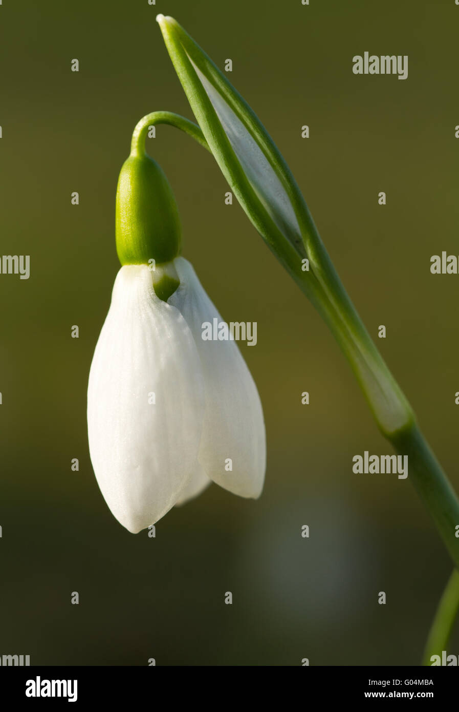White Snowdrop (lat. Galanthus) with green backgro Stock Photo