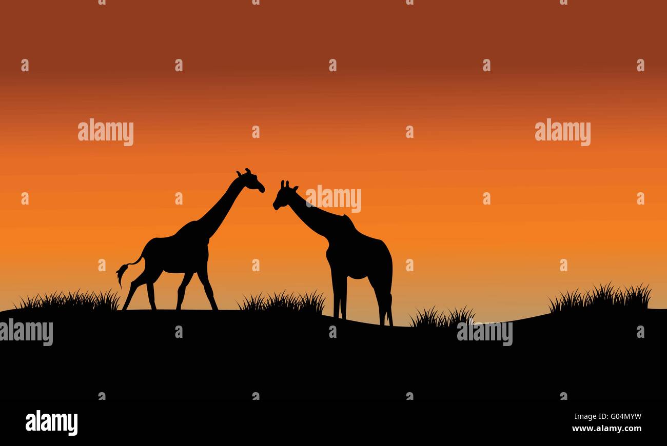 Silhouette of two giraffe in fields Stock Vector Image & Art - Alamy