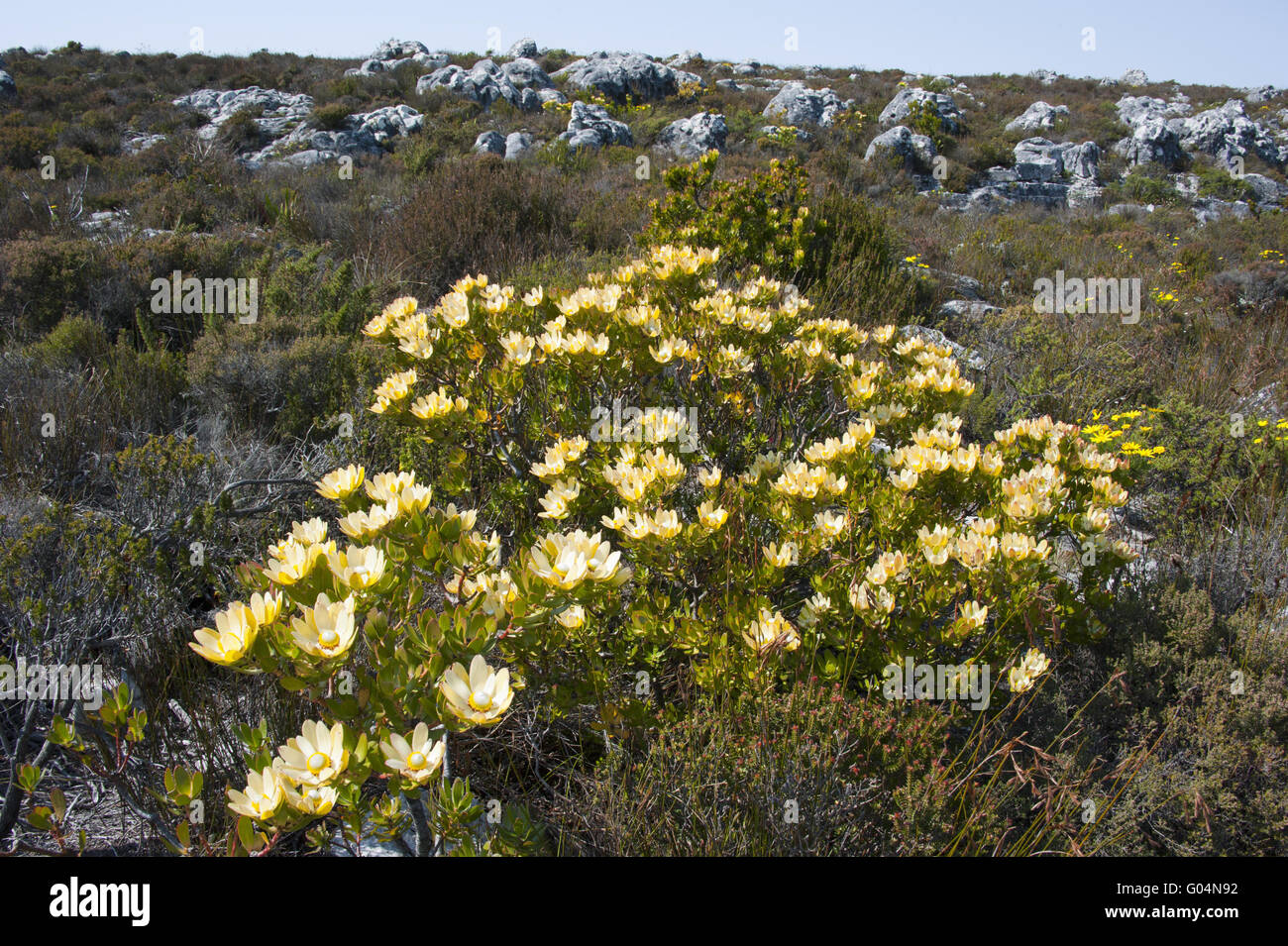 Vegetation Stock Photo
