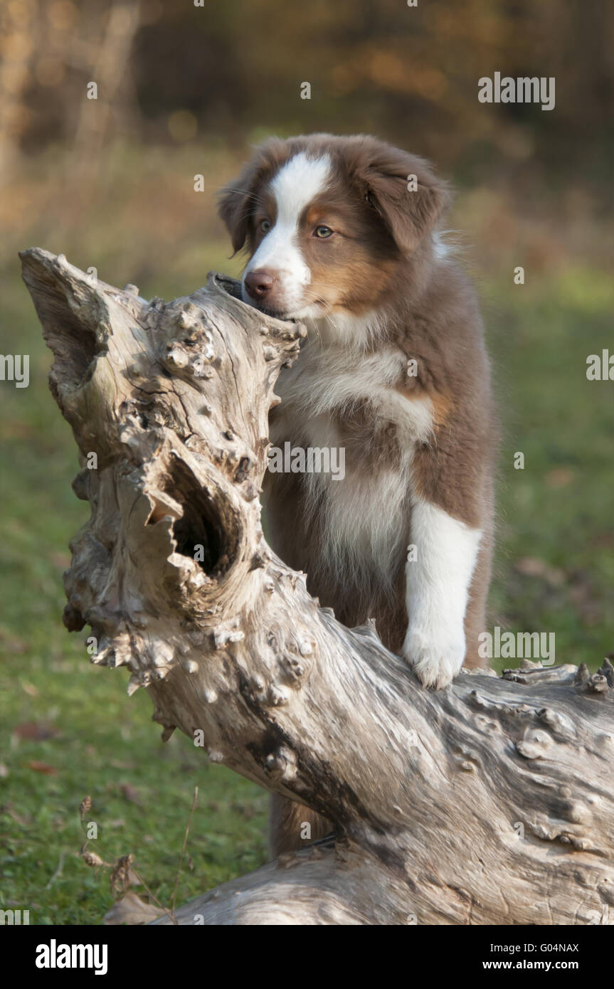 Young Australian Shepherd, Red Tri, on a tree log Stock Photo