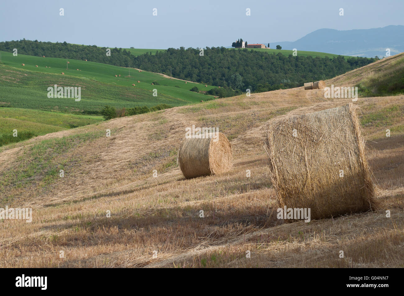 straw on the field Stock Photo