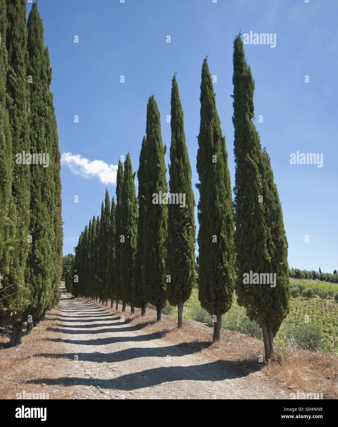 cypress avenue Stock Photo