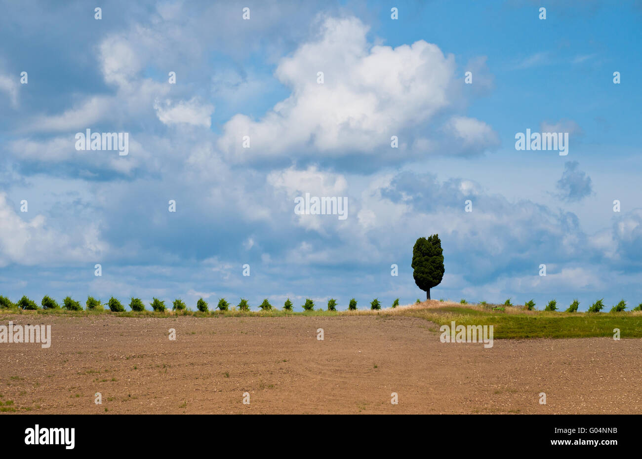 cypress on the horizon Stock Photo