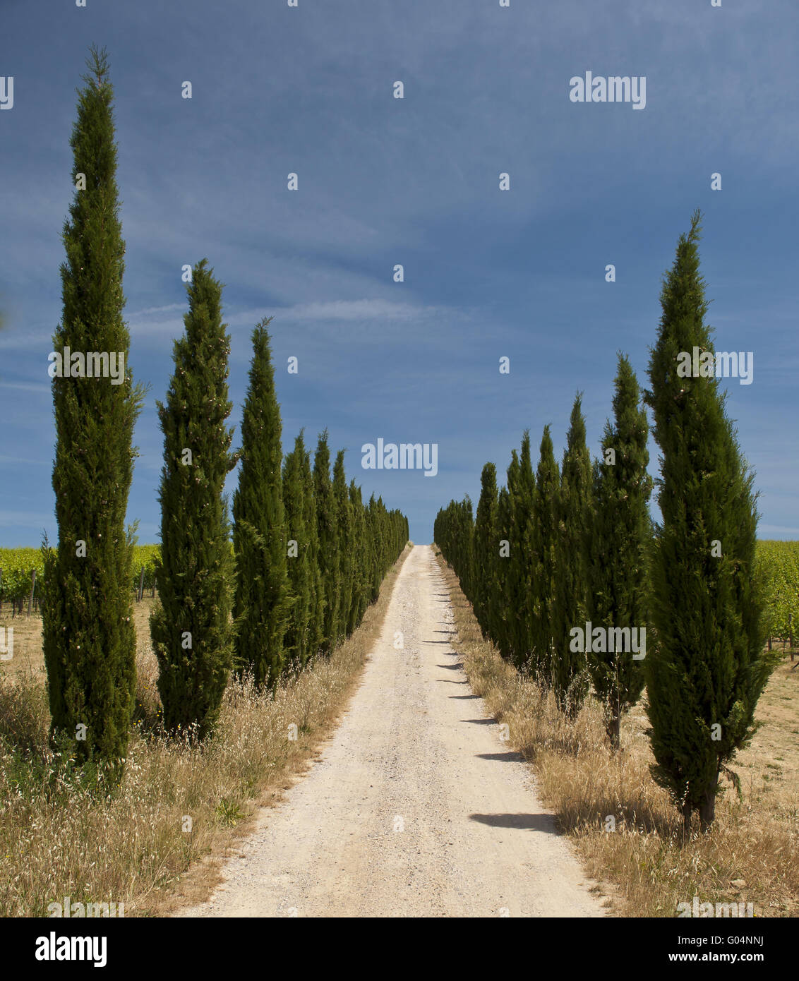 beautiful cypress avenue Stock Photo