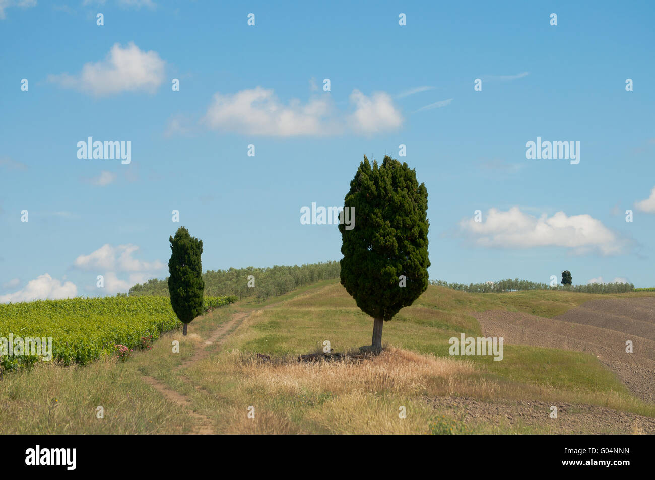 cypress in the landscape Stock Photo