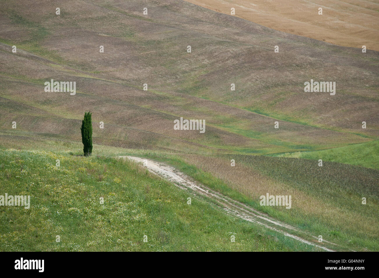 cypress in the field Stock Photo