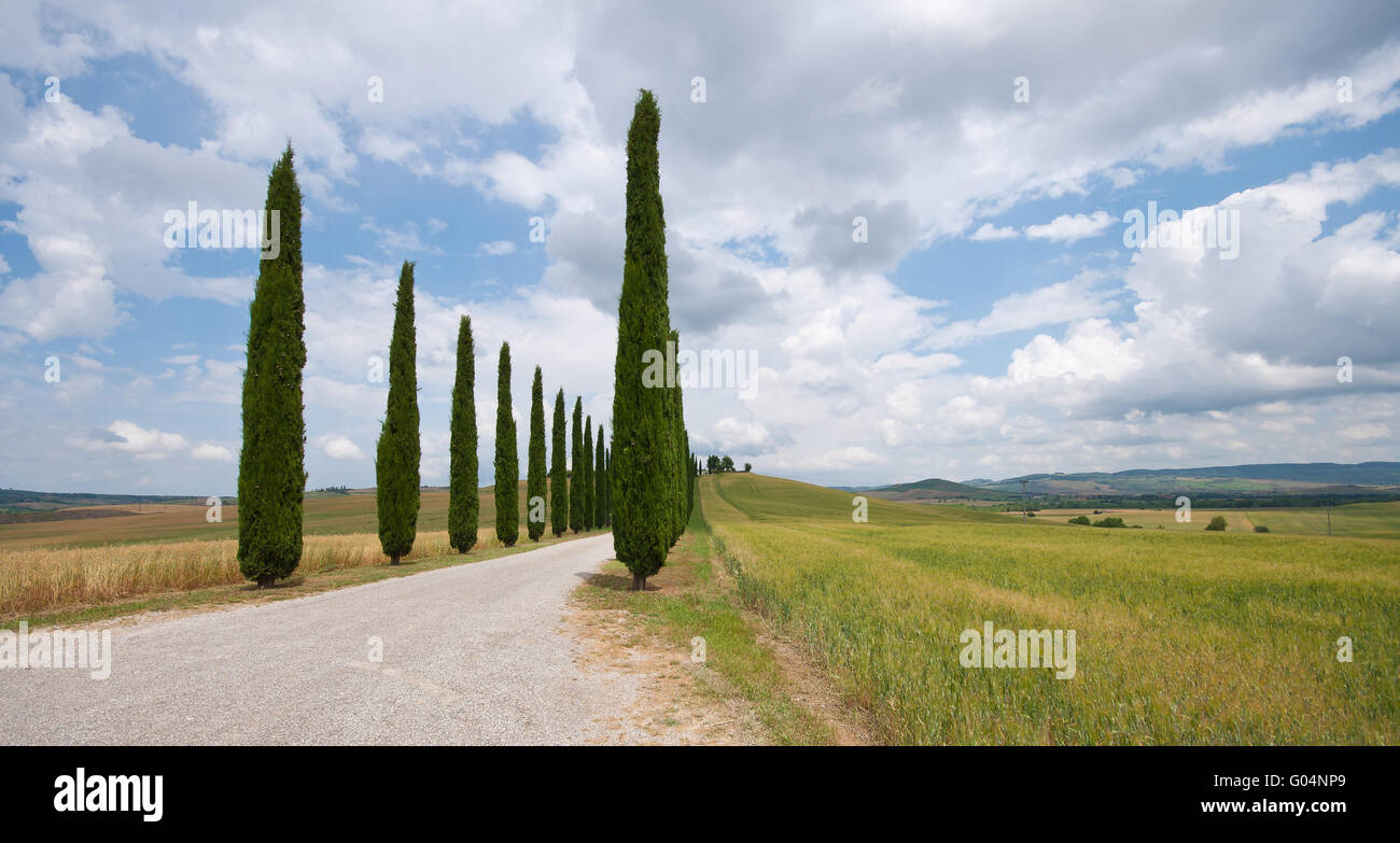landscape with cypress Stock Photo