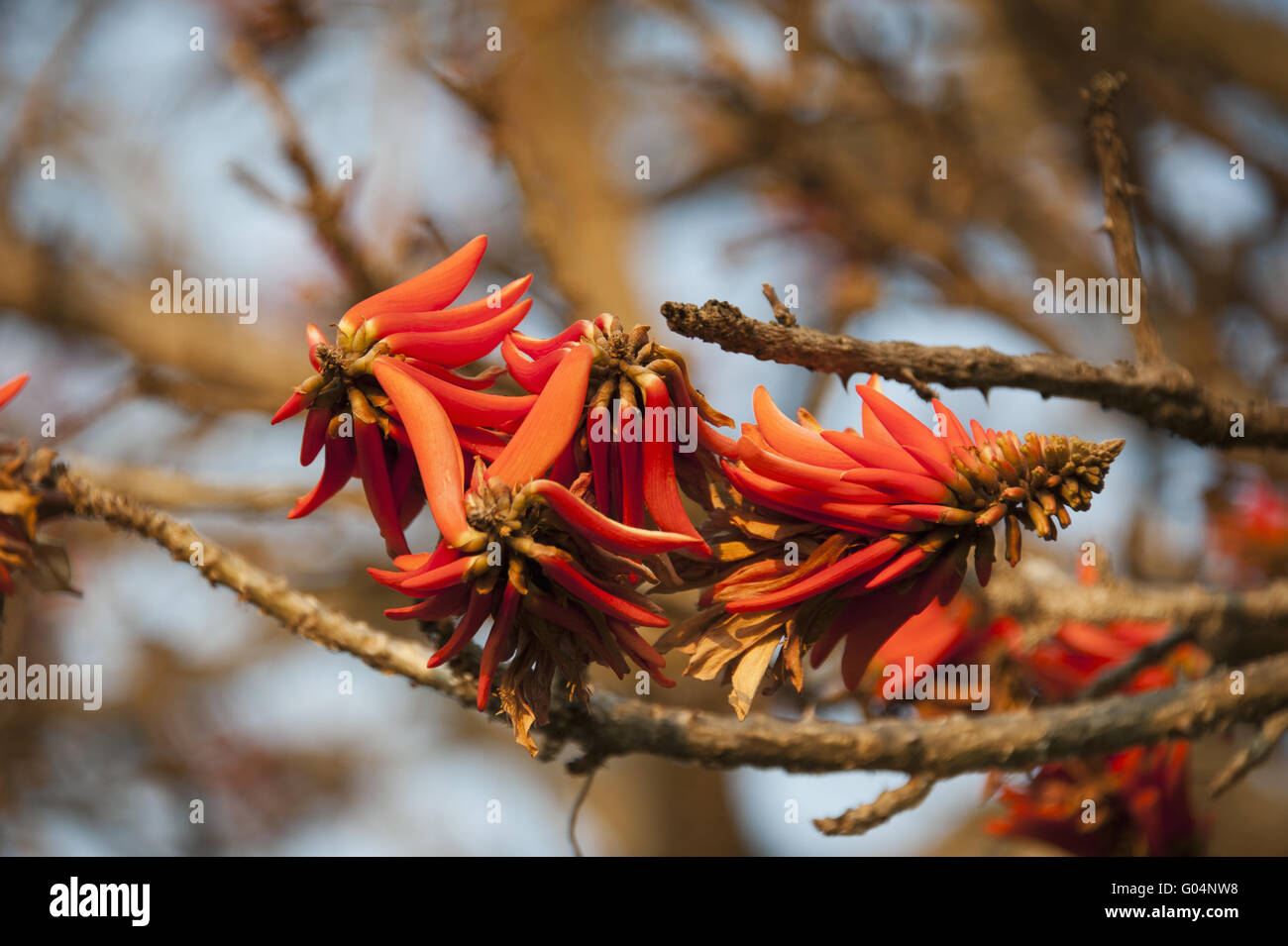 Sunshine tree Stock Photo