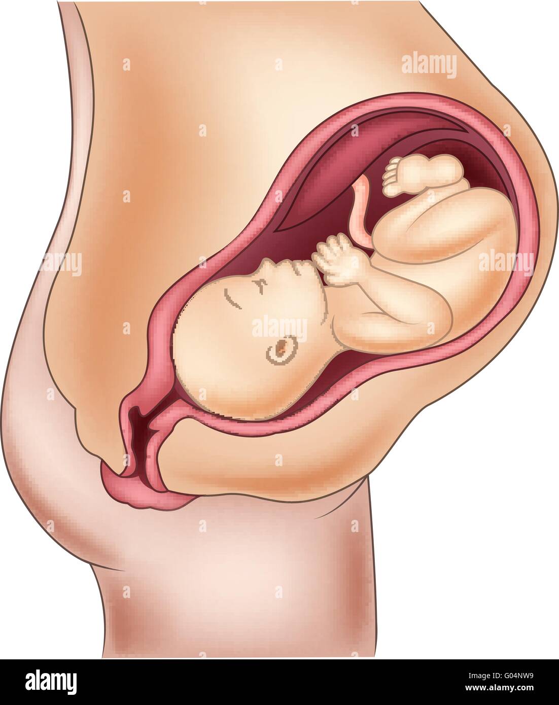 Theduckie908 Pregnant
