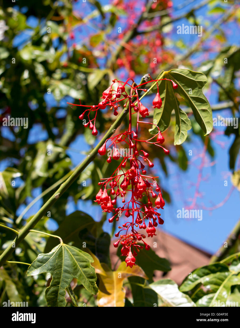Australian Brachychiton acerifolius, Illawarra Flame Tree, flowering in