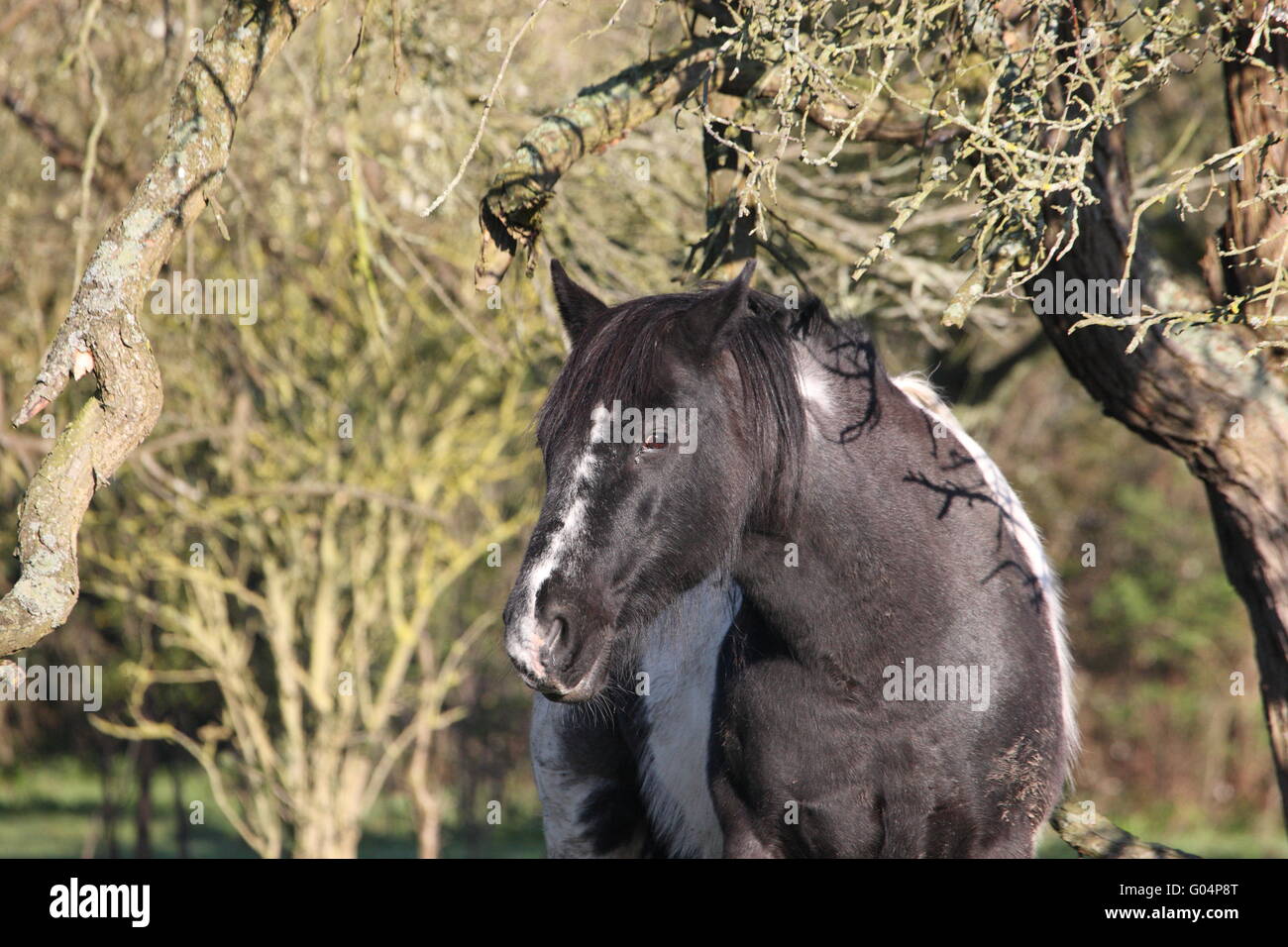 PIEBALD COB HORSE STANDING IN A FIELD/ORCHARD ,-GISMO Stock Photo