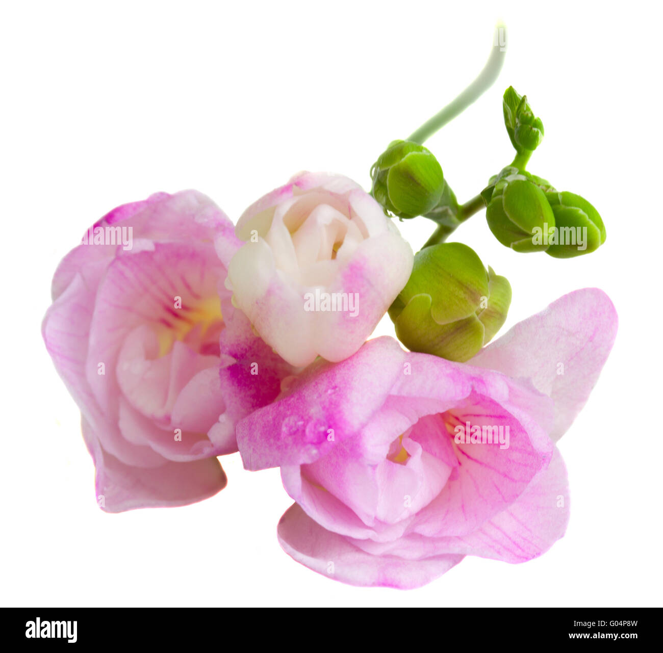 freesia flowers Stock Photo