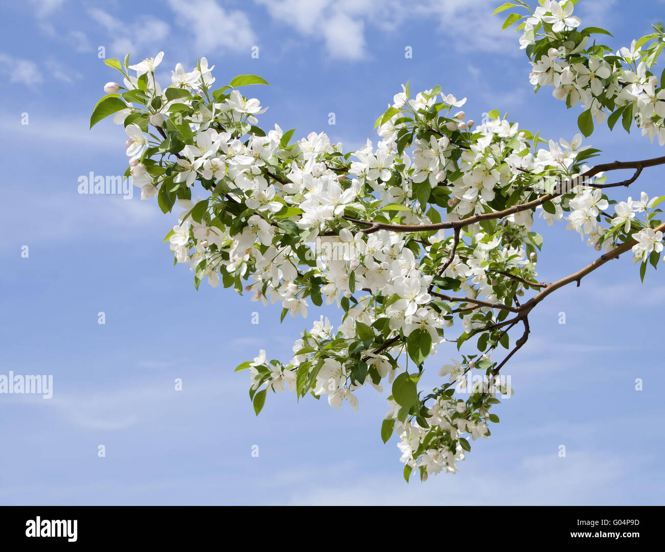 branch of apple tree with many flowers over blue sky Stock Photo