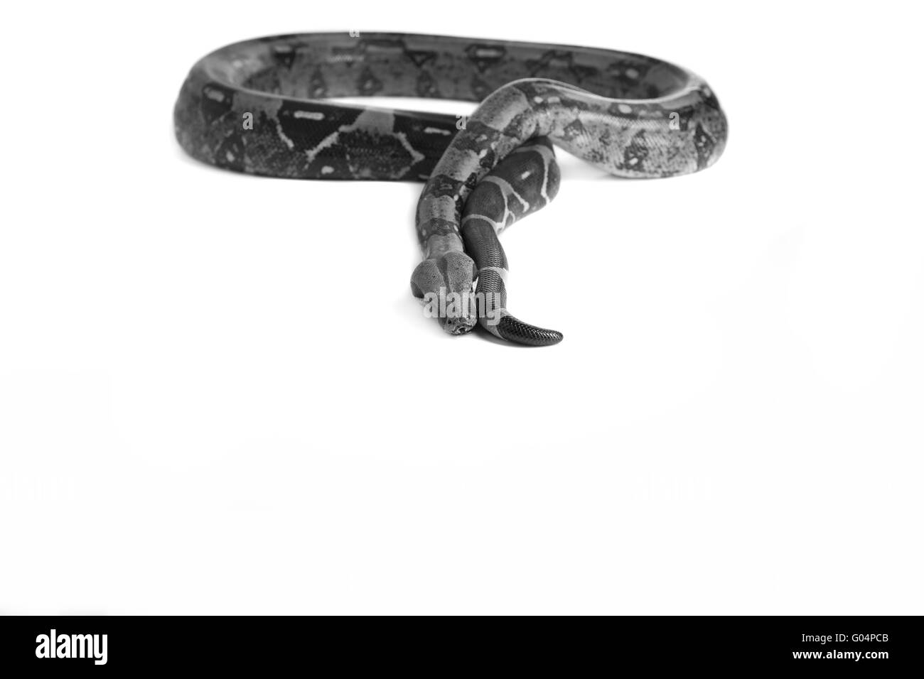Schlange Snake Boa Natter with white background Stock Photo