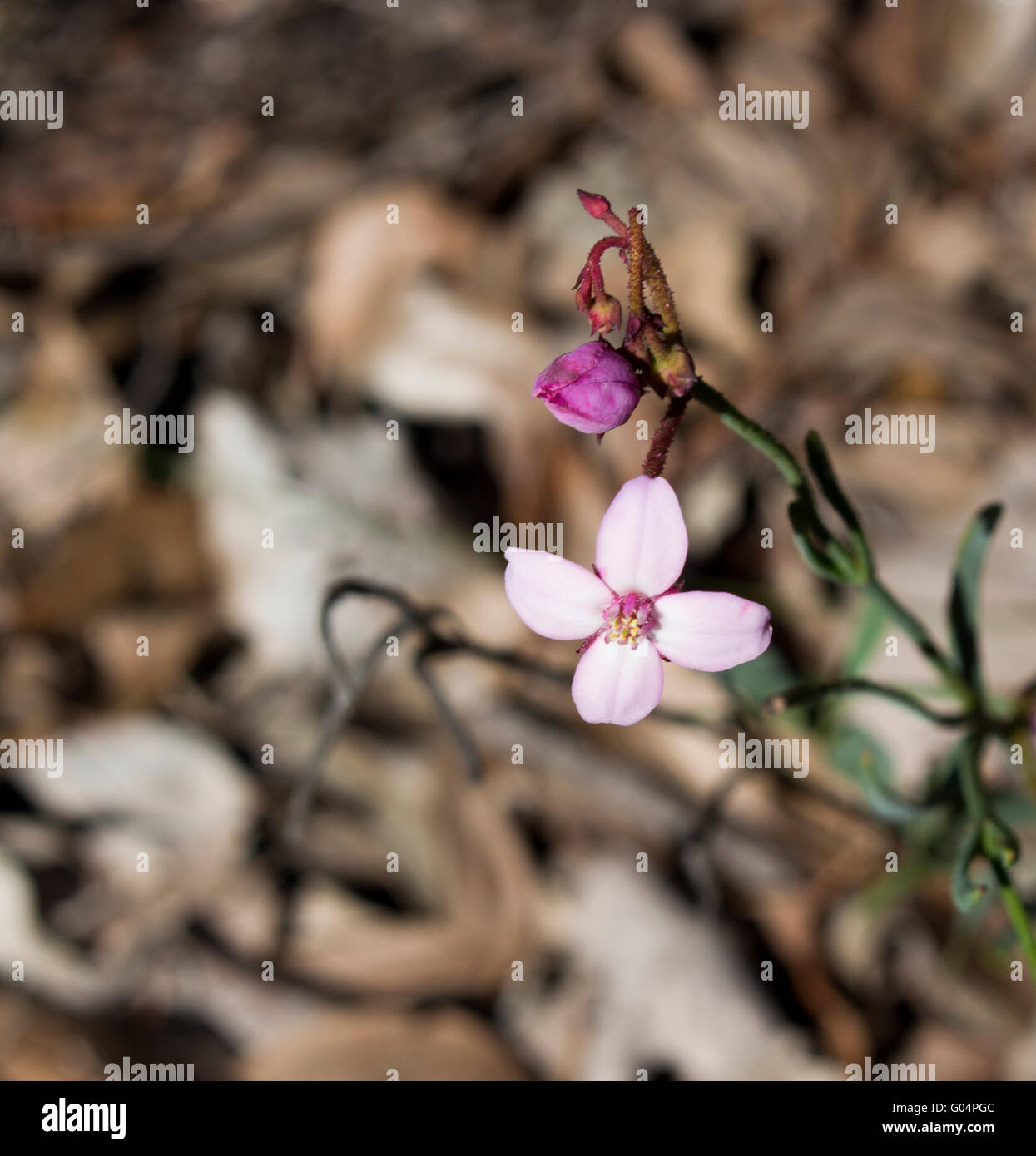 Pale  pink flowers of  West Australian  wildflower Boronia ovata species blooming in late winter  in Crooked Brook  National Park ,Western Australia. Stock Photo