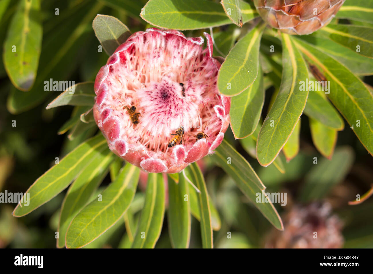 Bees getting  pollen from the  stunning pale pink long lasting decorative flowers  of a  Protea species blooming in autumn. Stock Photo