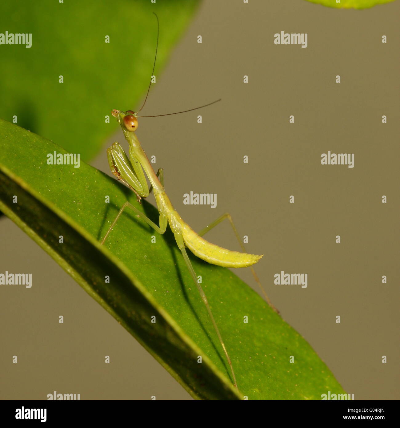Green praying mantis on a lime leaf. Stock Photo