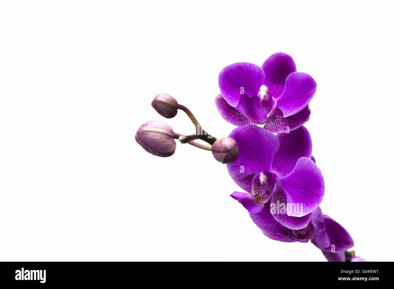 Pink orchid flower isolated on white background Stock Photo - Alamy