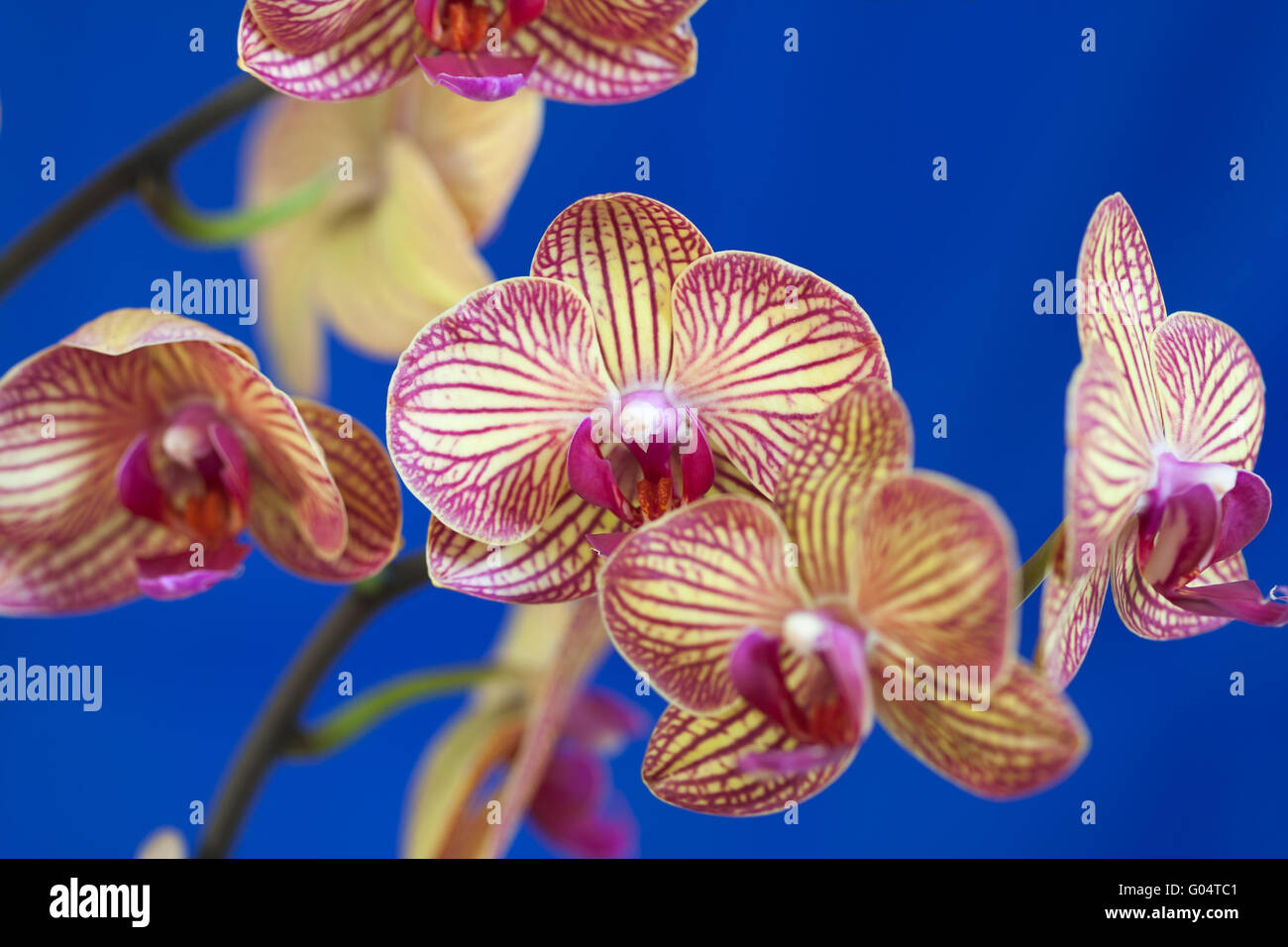 orchid blossoms isolated against a white backgroun Stock Photo