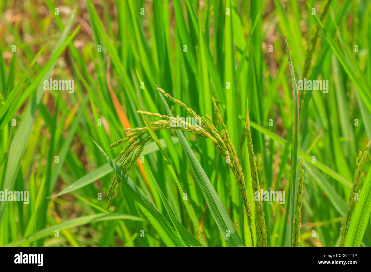 Early Rice Field Early rice plantation hi-res stock photography and images - Alamy