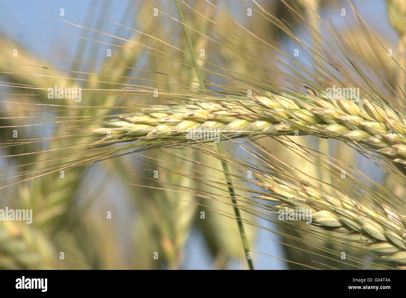 Grain millers hires stock photography and images Alamy