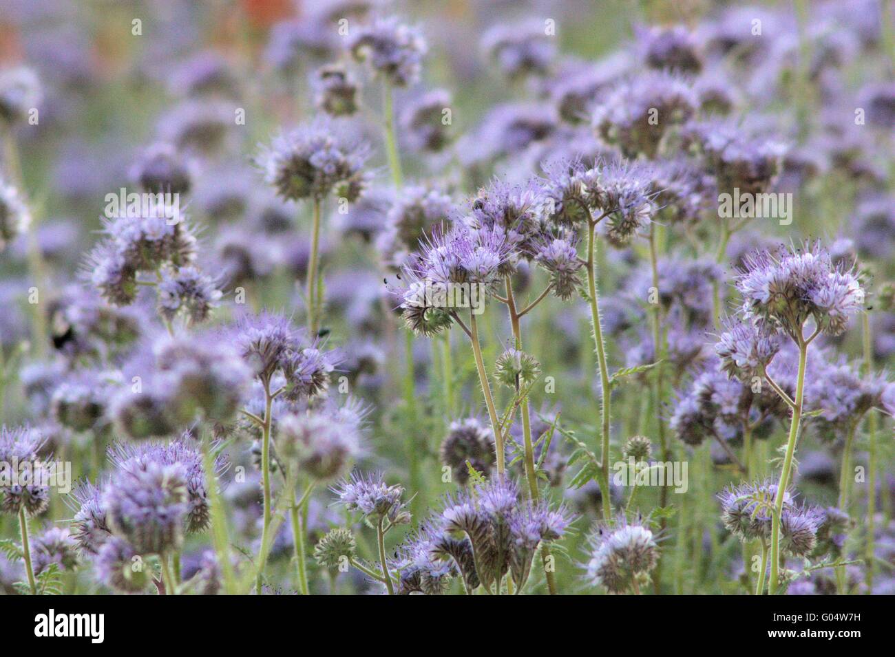 in the garden Stock Photo Alamy