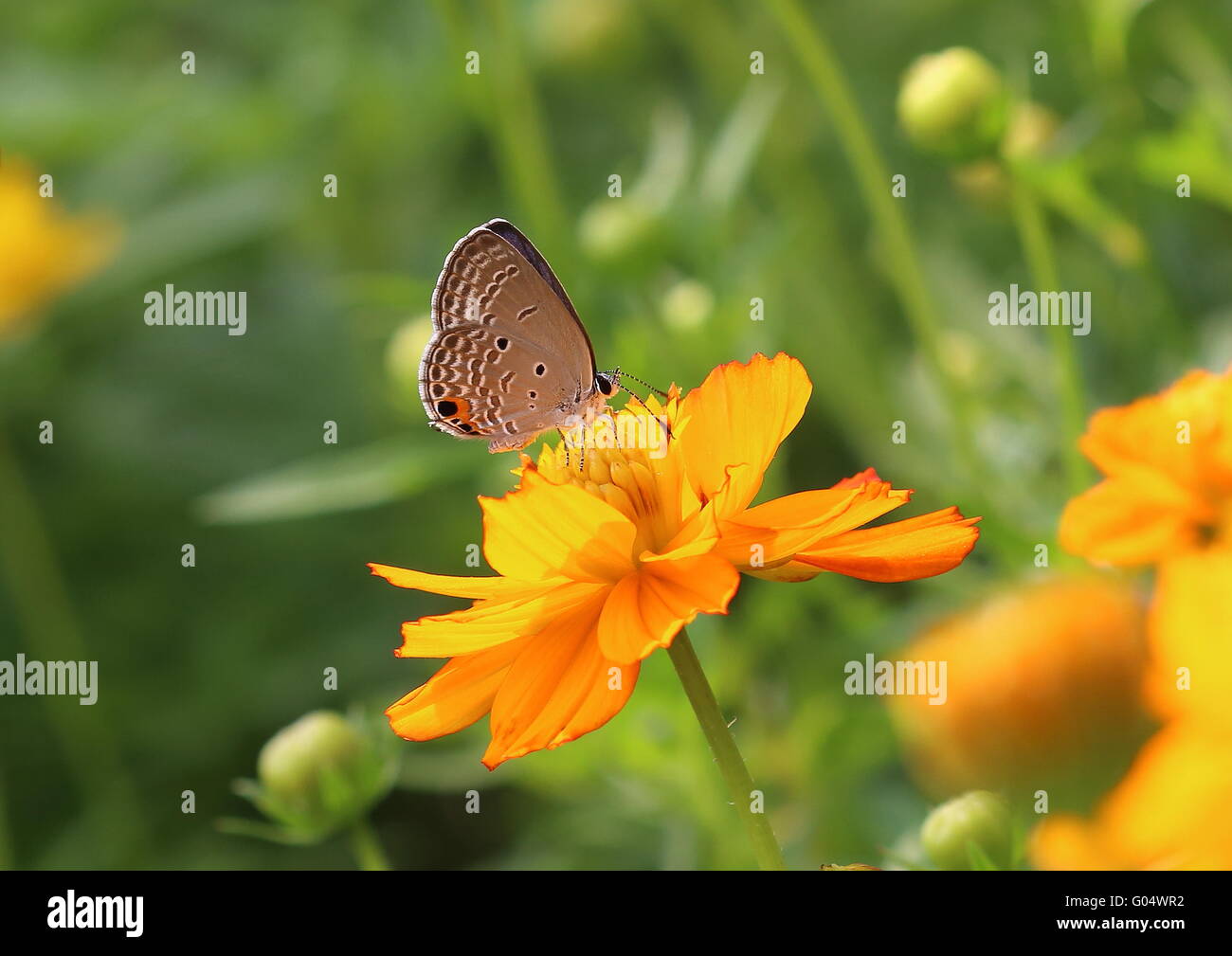 Butterfly, Chilades pandava or Cycad Blue, on a cosmos flower in a park. Stock Photo