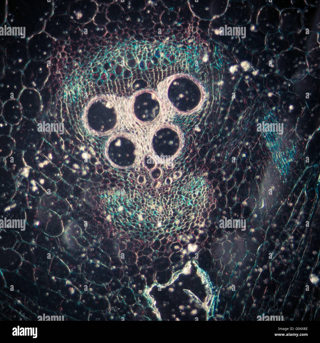 microscopy micrograph plant tissue, stem of pumpkin Stock Photo Alamy